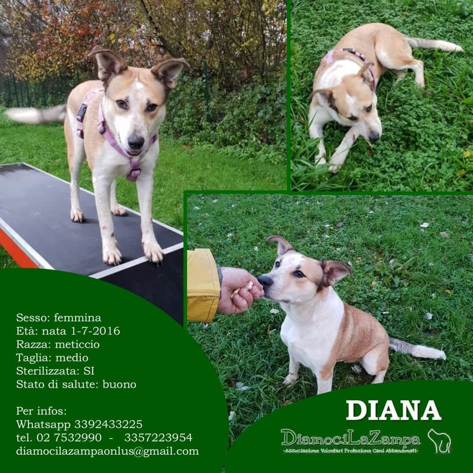 diana 242706921_893756287924612_1629253914259706040_n